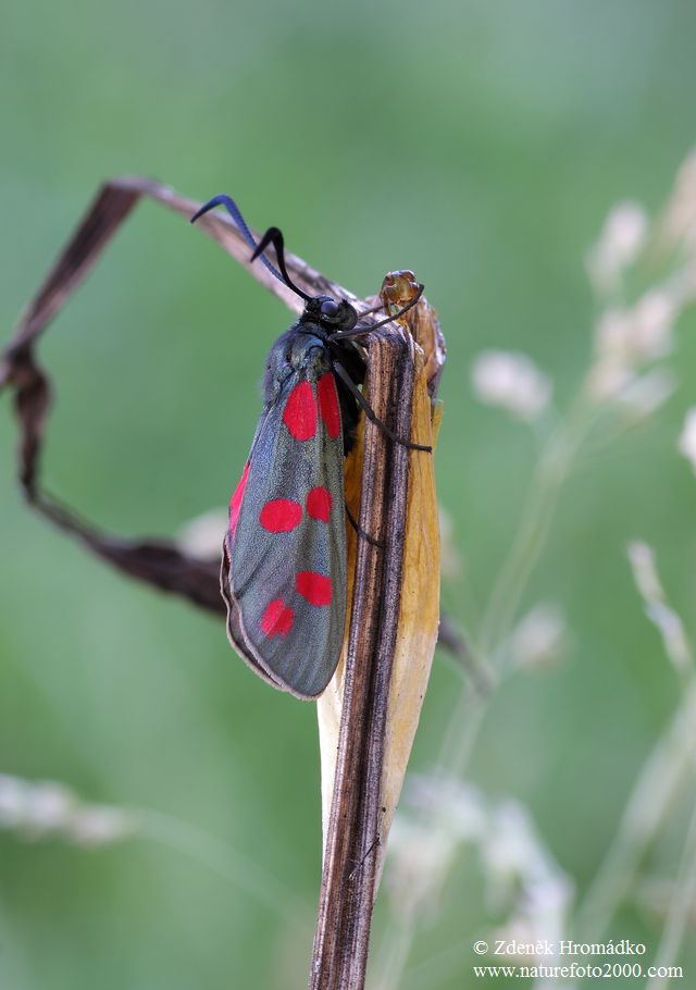 Six-spot Burnet, Zygaena filipendulae (Butterflies, Lepidoptera)